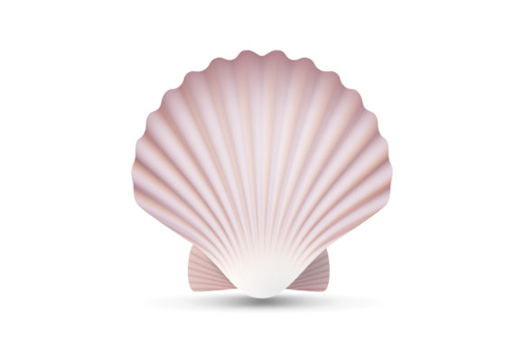 Download Scallop Seashell Vector. Ocean Mollusk - Mollusk Collection