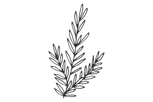 Download Rosemary Sketch. Botanical Branch. Cooki - Botanical Collection