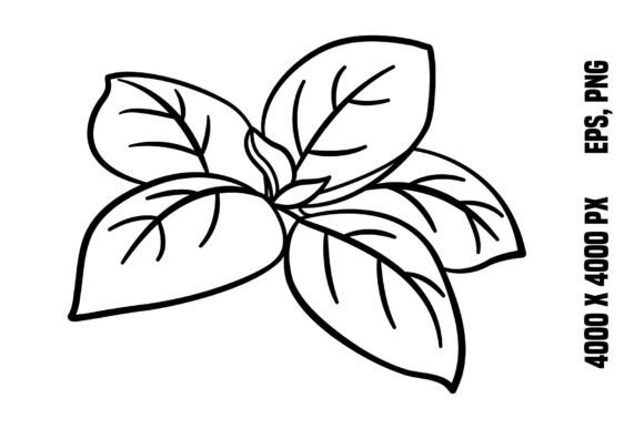 Download Fresh Basil Leaves for Coloring - Coloring Collection