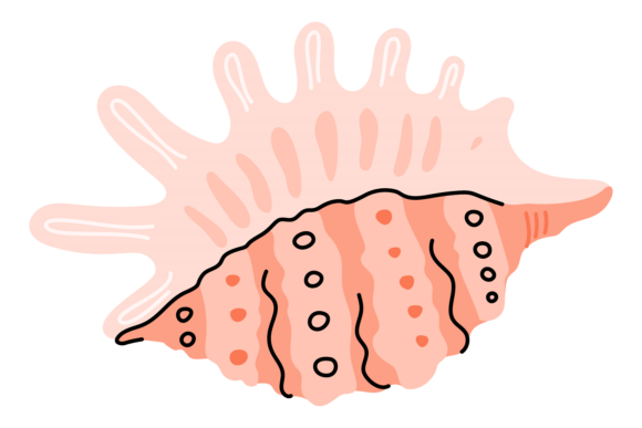 Download Mollusk Shell Exotic. Beach Tropical Sea - Mollusk Collection